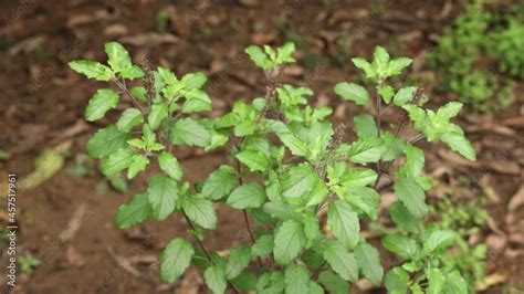 Holy basil, tulasi tulsi medicinal plant in natural light habitat 4K .